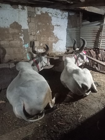 વઢીયારા બરધ વેચવાના છે