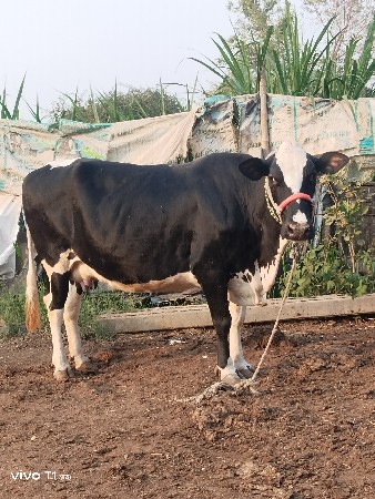 વેચવાનું છે