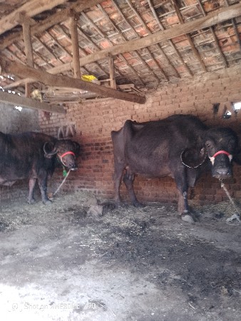 थंबनेल 3