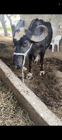 પેલું વેતર ખડેલી