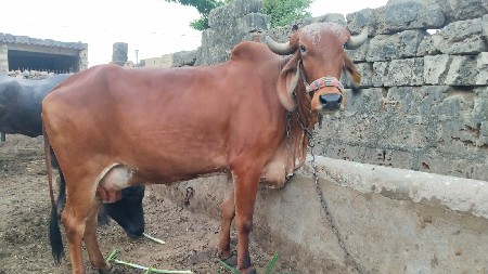 थंबनेल 2