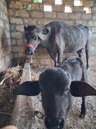 વેચવાની છે