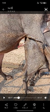 થંબનેલ 2