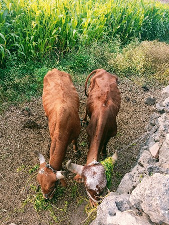 थंबनेल 3