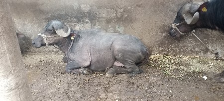 ખડેલા વેસવા ના છે