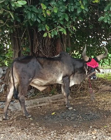 આ બડદ વેચવા નો છે