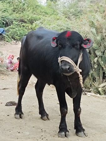 थंबनेल 2