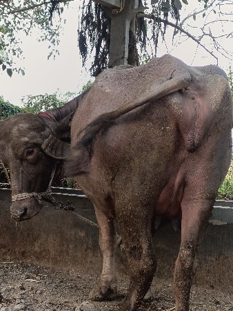 थंबनेल 3