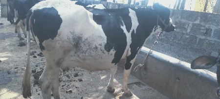 થંબનેલ 2