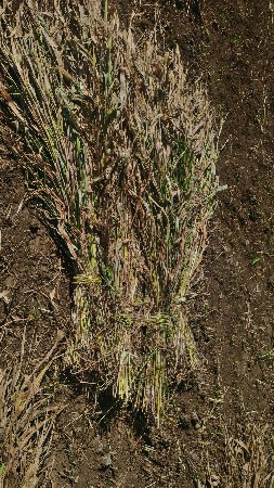 જવાર 
વેચવાની છે