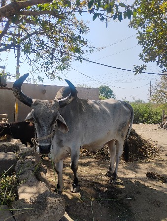 थंबनेल 2