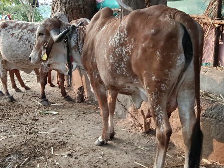 વેચવાની હશે ગાય વેચવાની