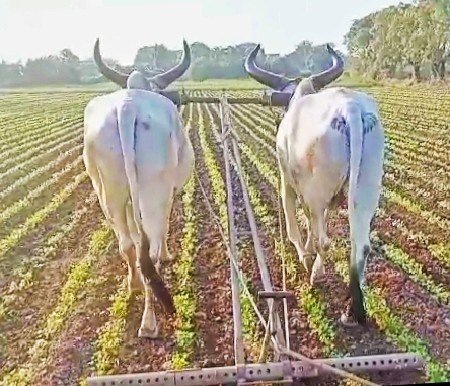 બળદ વેચવાના છે