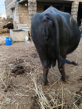 ભેંસ વેચવાની છે