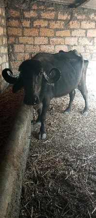 ભૅશ વૅચવાનિ વૅતર બીજું છે