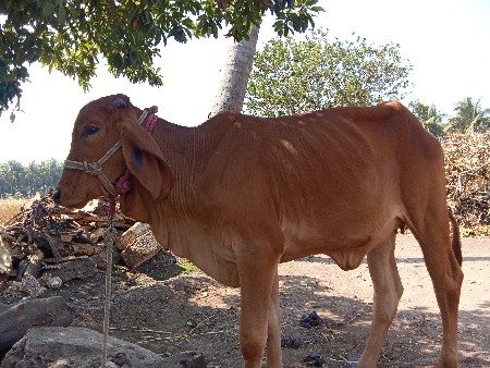 વાછડી વેચવાની