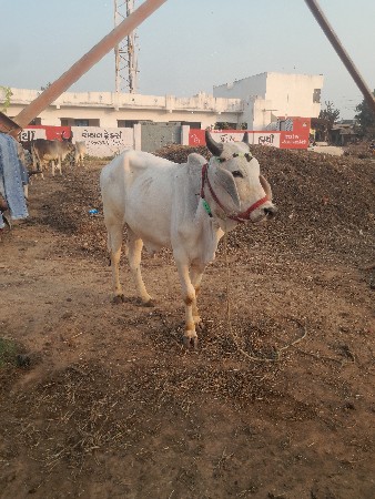 થંબનેલ 2