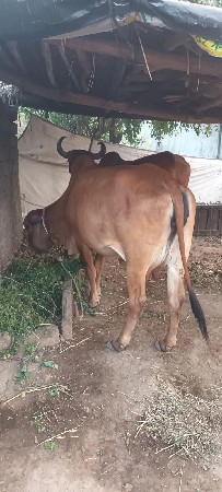 થંબનેલ 2