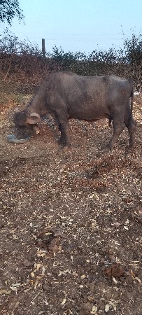 ભેંસ વેચવાની છે