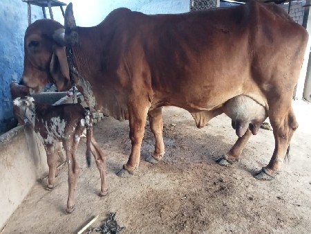 3 વેતર વીયાની આજ 14_2_2026