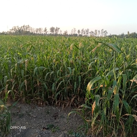 જુવાર વેચવાની છે