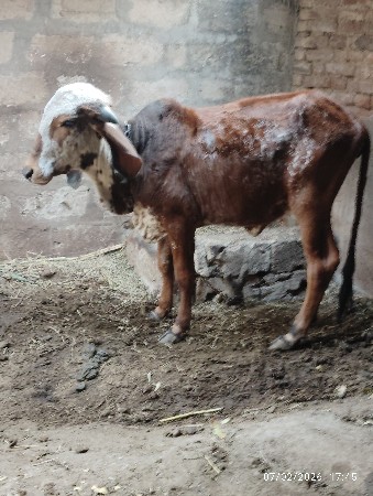 थंबनेल 3