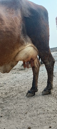 थंबनेल 3