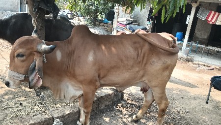 ગાય વેચવાની છે