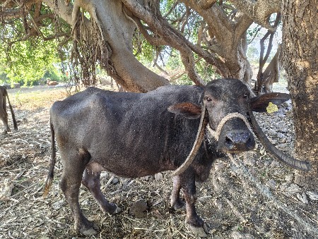 ભેંસ વેસવા ની સે.