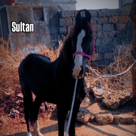 ઘોડા નૂ સાટૂ કરવાનૂસે