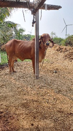 ગાય વાદળી વેચવાની છે