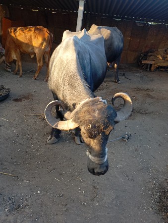 थंबनेल 2