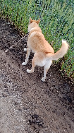 કુતરો વેચવાનો છે