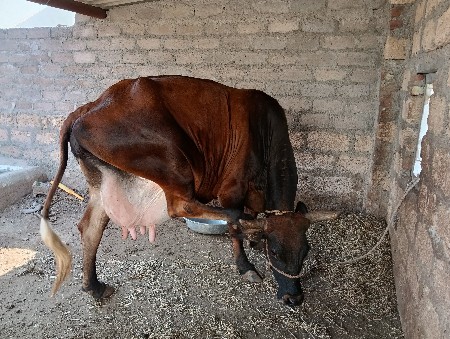 વેચ વાની છે દસ દિવસની કાચી છે