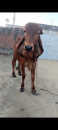 ગીર વાસડી