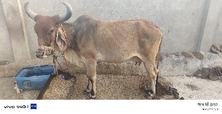 थंबनेल 3