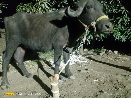 थंबनेल 2