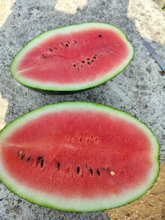 તરબૂશ કસરી