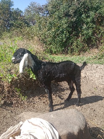 બકરી વેચવાની છે