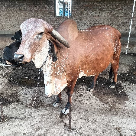 દેશી ગીર ગાય વેચવાની સે