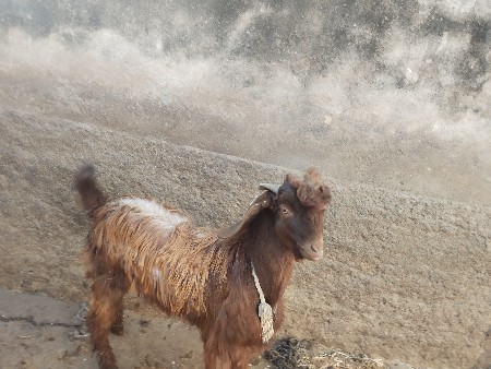 વેચવાનો છે