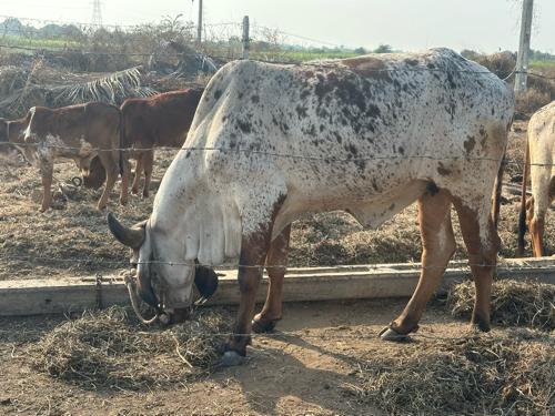 બેય વાછરડી વેચવાની છે