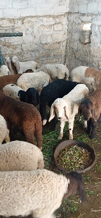 થંબનેલ 3