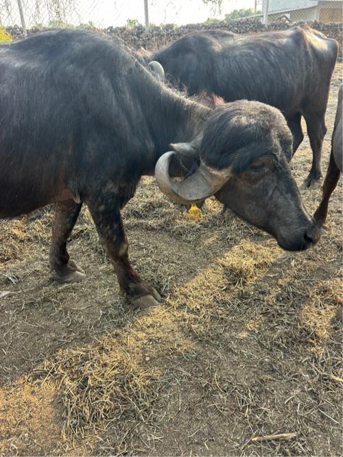 ઓરીજનલ જાફરી ખડેલી વેસવા ની સે