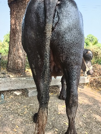 थंबनेल 3