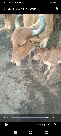 थंबनेल 2