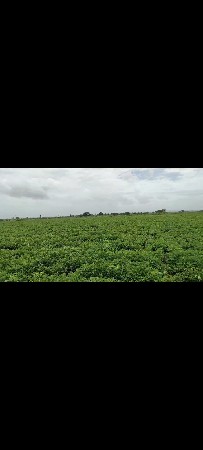 32 વીઘા બે કુવા