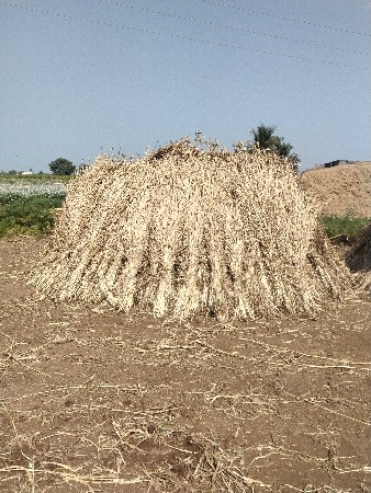 જુવાર  ના પુરા