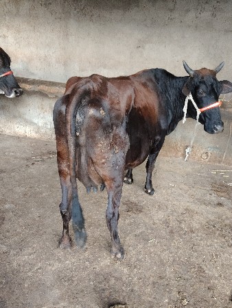 , વેચવાની