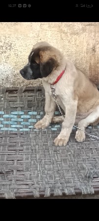 थंबनेल 2